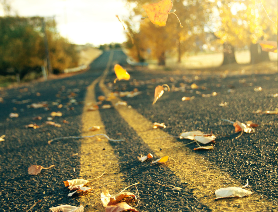 Leaves on the road