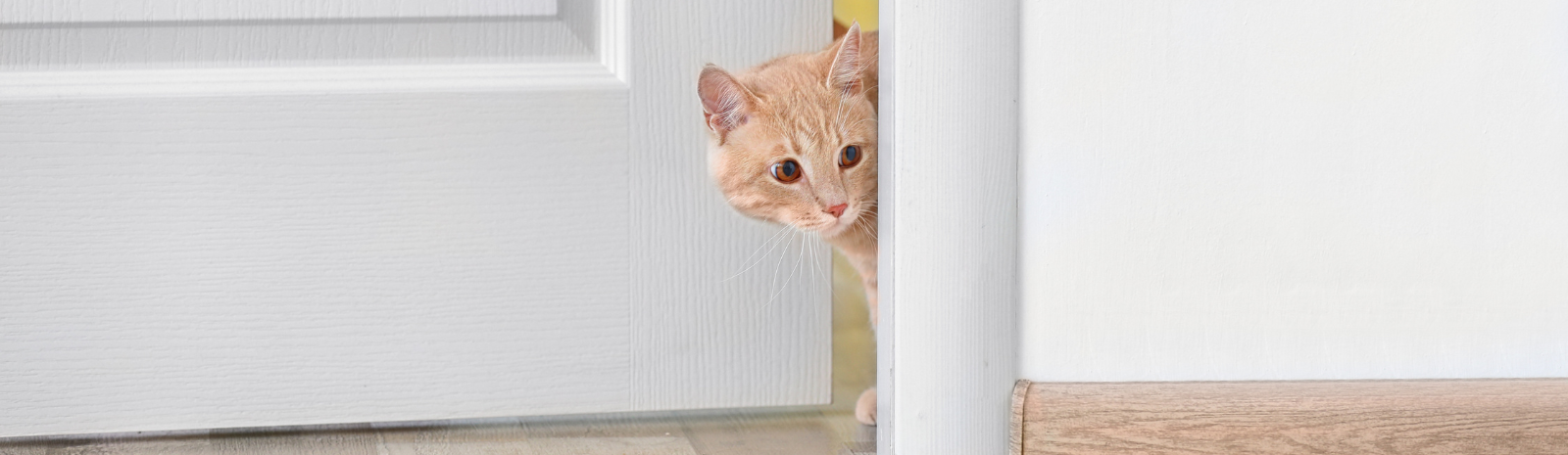 A cat peeking out of a door